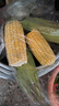 【生吃爆浆】金银双色水果玉米甜脆新鲜带壳代餐孕妇控糖0脂即食 黄金水果玉米 3斤【约3-4根】 实拍图