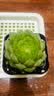 多肉植物自选套餐系列组合搭配花卉盆栽绿植精品多肉新手入门 荷花3-4厘米 送盆土 实拍图