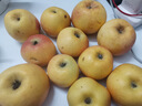 疆域采虹正宗陕西蒲城酥梨 现摘梨子酥脆多汁应季水果新鲜整箱 精选5斤超值装 净重约为4斤+ 实拍图