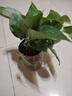 【绿萝盆栽】吸甲醛净化空气水培绿植物懒人花卉好养搬家礼物全 【1盆】绿萝+原盆原土 整体含盆高度20-25cm 实拍图