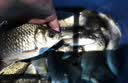 天元全水域纳米浮漂鲢鳙漂综合漂大物漂浅水漂高灵敏行程鱼漂 实拍图