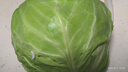 圆白菜约800g 实拍图