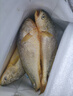 鸿顺【冰鲜】黄花鱼4条4斤 生鲜鱼类 宁德大黄鱼 地标产品 源头直发 实拍图