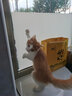 憨憨乐园 猫玩具剑麻球自嗨逗猫幼猫猫咪玩具宠物西海磨爪玩具6.5cm 实拍图