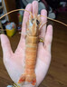 鲜喜利海鳌虾新鲜野生深海鳌虾刺身甜虾大螯虾鲜活船冻国产东海熬虾 500g(净重)  11-13cm 【15—18只/斤 个大】 实拍图