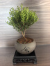 开时果 小叶赤楠盆景摆件 办公室桌面绿植花卉好养盆栽植物源头直发包邮 【热销款】舍得紫砂盆+黑石+底座 实拍图
