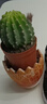 萌卉植开花仙人球带花苞多肉植物带盆阳台庭院盆栽室内办公室绿植绯花玉 阿尔特娜宽约7cm高约9cm【带花苞】 简易盆发货 晒单实拍图