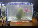 YEE硝化细菌鱼缸净水剂养鱼水质稳定净化水族消毒消化活菌300ml  实拍图