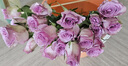 一网情深玫瑰花云南昆明鲜花基地直发玫瑰百合花束鲜切花家庭花材批发 紫玫瑰（16支+4支防损耗） 实拍图