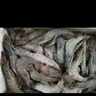 卖鱼郎先生青岛盐冻大虾净重3斤 15-20只/斤 白虾大虾基围虾生鲜 虾类 实拍图