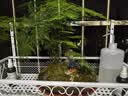 瀚林怡景（HANLINYIJING）文竹盆栽山水盆景植物室内客厅桌面办公室绿植花卉云竹四季常青 文竹-紫砂盆-凉亭 实拍图