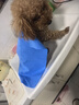 HELLOJOY宠物吸水毛巾仿鹿皮巾浴巾宠物专用洗澡加大猫咪狗狗擦毛 小号 实拍图
