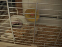 卡熙仓鼠笼子金丝熊专用超大豪华别墅47基础笼60便宜大的房子用品套装 47基础笼+水壶+食盆-白色 实拍图