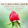 贡苑金边玫瑰花茶260g 云南玫瑰花茶干玫瑰花蕾泡水喝的花草养生茶包 实拍图