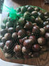 福建建瓯锥栗正宗高山野生锥栗板栗新鲜现摘油栗子 净重3斤装【单果2.3-2.5cm】 3斤 实拍图
