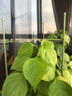 九千谷植物攀爬支架包钢管花盆爬藤花架蔷薇葡萄固定架子90CM 2套装4948 实拍图
