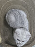 腆宠宠物航空箱小号 猫咪航空箱猫狗 猫包猫笼外出车载猫箱狗狗托运 实拍图