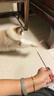 【京东快递】仙女逗猫棒猫咪玩具带铃铛逗猫神器耐咬羽毛逗猫棒 羽毛粉色款1支 实拍图