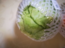 圆白菜约800g 实拍图