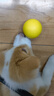 宜特（EETOYS）橡胶实心球黄色狗狗玩具磨牙耐咬有弹力互动训练宠物用品 实拍图