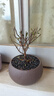 开时果 小叶赤楠盆景摆件 办公室桌面绿植花卉好养盆栽植物源头直发包邮 【热销款】舍得紫砂盆+黑石+底座 实拍图