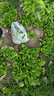 牧高笛（MOBIGARDEN）LINE FRIENDS联名 户外露营便携野餐垫 NX21663001 布朗熊蓝印花 实拍图