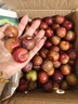 四川小脆红李子新鲜李子现采时令水果清香解腻过瘾 【 吃过瘾】带箱5斤 15g+ 实拍图