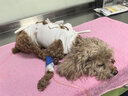 麦德氏四合一配方羊奶粉300g 宠物幼犬狗狗幼猫新生猫咪泰迪通用 实拍图