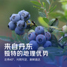 鲜级佳辽宁丹东蓝莓王【多地次日达】新鲜孕妇L25花香蓝莓礼盒怡颗蓝莓 6盒【100g/盒】高复购率-超划算 人工挑选 精品大果【单果14-16mm+】 实拍图