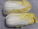 云南高原娃娃菜新鲜蔬菜生鲜乾隆白菜早餐火锅必备产地直发 浅黄色 新鲜娃娃菜3颗装*3包 实拍图