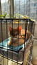憨憨宠猫笼折叠猫笼子大号猫别墅加粗加密双层猫舍猫窝宠物猫咪用品家用 黑色 600双层 实拍图
