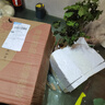 重瓣茉莉花盆栽浓香型南方四季开花带盆驱蚊绿植花卉室内阳台庭院 茉莉4~5棵带花苞发货【送郁金香高档陶瓷盆】 实拍图