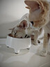 HELLOJOY不锈钢宠物食盆狗碗猫狗碗食盆水粮两用宠物碗喂食器 白色 实拍图