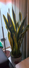 叹为观止大型盆栽金钱榕百合竹金钱树发财树清香木办公室内落地款中型植物 虎皮兰【1.1-1.3米】 含盆 实拍图