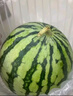 京鲜生 无籽麒麟西瓜 净重7-9斤 1粒装 生鲜水果源头直发包邮 实拍图