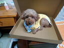 憨憨宠 狗狗衣服猫衣服宠物泰迪衣服冬季猫咪衣服小型犬衣服幼犬秋冬服 黄色 小熊小围巾卫衣 XL号建议体重11-15斤 实拍图