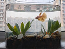 宠街坊鱼缸一体缸造景生态小鱼缸桌面水族箱金鱼斗鱼PET透明鱼缸送礼 实拍图