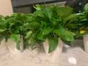 双盟绿萝盆栽除甲醛花卉绿植办公新房净化空气180龙蛋光面4盆源头直发 实拍图