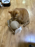 HELLOJOY逗猫咪玩具自嗨解闷猫抓板幼猫爪板小猫抓球耐抓不掉屑耐磨猫爬架 实拍图