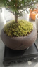 开时果 小叶赤楠盆景摆件 办公室桌面绿植花卉好养盆栽植物源头直发包邮 【推荐款】舍得紫砂盆+苔藓+底座 实拍图