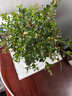 开时果 小叶赤楠盆景摆件 办公室桌面绿植花卉好养盆栽植物源头直发包邮 【推荐款】哥窑浅绿盆+苔藓+底座 实拍图