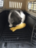 华元宠具（hoopet）猫咪航空箱宠物手提笼子狗狗托运箱车载猫包便携外出国航标准版S 实拍图
