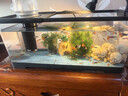 阔庭（KUOTING）鱼缸水族箱生态桌面鱼缸新款懒人鱼缸过滤制氧一体机黑色【大号】 实拍图
