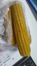 美香农场东北甜糯黄糯玉米 真空包装鲜黄玉米苞米棒 8根* 200g 晒单实拍图
