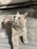 夸克猫粮 幼猫成猫英短美短蓝猫布偶全价通用猫咪主粮 全价鱼肉味猫粮丨1斤 实拍图