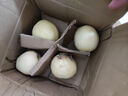 京喜加赵州水晶鸭梨新鲜水果产地直发【六】单果180g起 1粒单果170g+ 实拍图