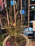 CHUANGSHIJI兔眼蓝莓苗北方南方种植果树苗盆栽地栽苗发货带土蓝梅苗 奥尼尔4年苗【当年结果苗】 40cm(含)-50cm(不含) 实拍图