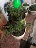 御春阁驱蚊草 室内灭虫杀 蚊子香 草驱蚊子绿植花卉香叶天竺葵盆栽地栽  大苗 实拍图