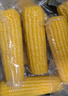十月稻田 黄糯玉米 3.52斤(220g*8根) 25年新玉米 低脂 早餐零食 东北玉米 实拍图