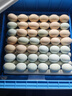 维谦（WEIQIAN）孵化器孵蛋器家用小型全自动芦丁鸡孵蛋机鸡鸭鹅孵化箱智能孵化机 【彩屏显示】48枚抽拉式双电 实拍图